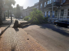 Глава администрации Ростова пожаловался на горожан, которые мешают уничтожать деревья