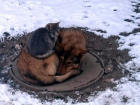 Спасшие друг друга от холода кот и собака вызвали умиление у ростовчан