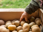 В Ростовской области из-за засухи подорожал картофель