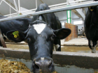 Доильные аппараты с гноем больных коров обнаружили на молочной ферме Ростовской области