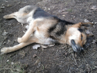 Лакомством со стрихнином «угощают» бездомных и домашних собак догхантеры в Ростовской области