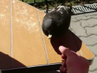 Наглые и беспринципные голуби начали объедать посетителей ростовских кафе
