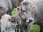 На ферме в Ростовской области коровы заболели бруцеллезом