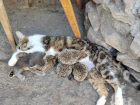 В Ростовской области кошка выкормила пятерых ежат
