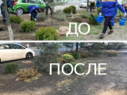 Дикие жители Ростова украли с улиц посаженные кустарники и цветы