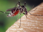 Закрывающие свет тучи зеленых комаров атаковали жителей Таганрога