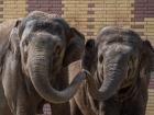 Ростовский зоопарк устраивает показательные кормления капибар, слонов и носорогов