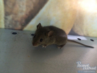 В ростовском гипермаркете "Лента" появился «живой» товар  на прилавках - мыши: ВИДЕО