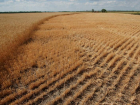 Ущерб от погодных аномалий аграриям Ростовской области оценили в 5 млрд рублей