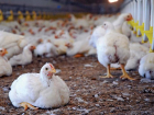 Две птицефабрики в Ростовской области возобновят свою работу