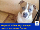 Кобель для вязки 