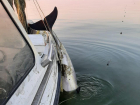 Пограничники в Таганрогском заливе спасли азовского дельфина из сетей браконьеров