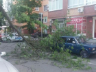 В центре Ростова дерево упало на припаркованный автомобиль и перекрыло движение