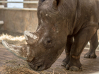 Белого носорога Теркеля из Израиля впервые покажут посетителям ростовского зоопарка