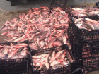 Ростовские пограничники поймали браконьера с огромным количеством рыбы