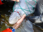 Доходный бизнес по торговле краснокнижными дельфинами организовали ростовчане в Краснодаре