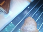 Вальяжно разгуливающие по свежей выпечке тараканы в магазине Ростова попали на видео