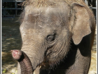 В зоопарке Ростова прошло показательное кормление слонов