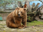 В ростовском зоопарке проснулся медведь Андрюша