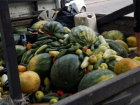 730 кг опасных для жизни овощей и фруктов продавали в центре Ростова