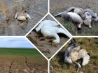 В заповеднике «Ростовский» зафиксирована гибель краснокнижных лебедей от отравления