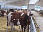Компания экс-губернатора Кубани построит в Ростовской области молочную ферму