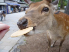 В Ростовском зоопарке впервые посетителям разрешили покормить лам и оленей 