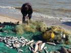 Наглые браконьеры ловили рыбку в мутной воде и попали на видео в Ростовской области 
