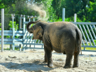 В Ростовском зоопарке слоны вышли в летний вольер