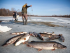 Новые правила рыбалки в Ростовской области: не более 5 кг рыбы за улов 