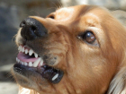 За полгода в Ростовской области собаки покусали около четырех тысяч человек