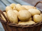 В Ростовской области урожай картофеля в этом году сократился на 11%