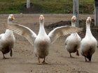 Власти Ростовской области из-за эпидемии птичьего гриппа запретили выгуливать кур и гусей