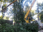 «Кара небесная»: огромные ветки упадут на машины ростовчан, которые оставят авто под деревьями