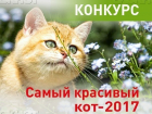 Голосование за участников конкурса «Самый красивый кот-2017» закончится в 10:00