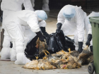  Всё поголовье уничтожили в очаге птичьего гриппа в Ростовской области