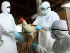 С дикой вонью паленых тушек уничтожают в Ростовской области очаг смертельно опасного птичьего гриппа