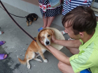 Пострадавшая от ростовского живодера собака ищет дом