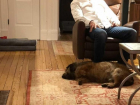 Милого мохнатого пса из ростовского ЦБЖ приютили в Вашингтоне
