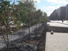 Умирающие от холода саженцы молодых деревьев пересадили ради парковки в Ростове
