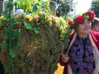 В Ростовской области на производство винограда выросло на 50% в 2021 году