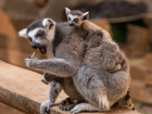 Сразу трое малышей лемура появились на свет в ростовском зоопарке 