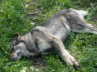 Мучительная смерть бьющихся в конвульсиях бездомных собак ужаснула посетителей парка в Ростове