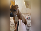 Подросток-живодер из Ростова выложил в сеть видео с издевательствами над своей собакой 