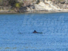 Гибель дельфинов в водах Дона предсказал известный ученый-ихтиолог Ростовской области