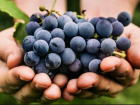 Гаражисты и профи угостят ростовчан сахарным виноградом и ароматным вином