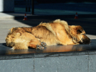 На отлов бездомных собак и кошек потратят почти полмиллиона рублей в Ростовской области 