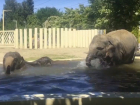 Страдающие слоны спасаются от дикой жары в бассейне ростовского зоопарка