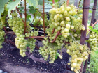Виноделам Ростовской области возместят часть затрат на уход за виноградниками