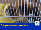 Замечательных джунгарских хомячков распродают по дешевке в Ростове